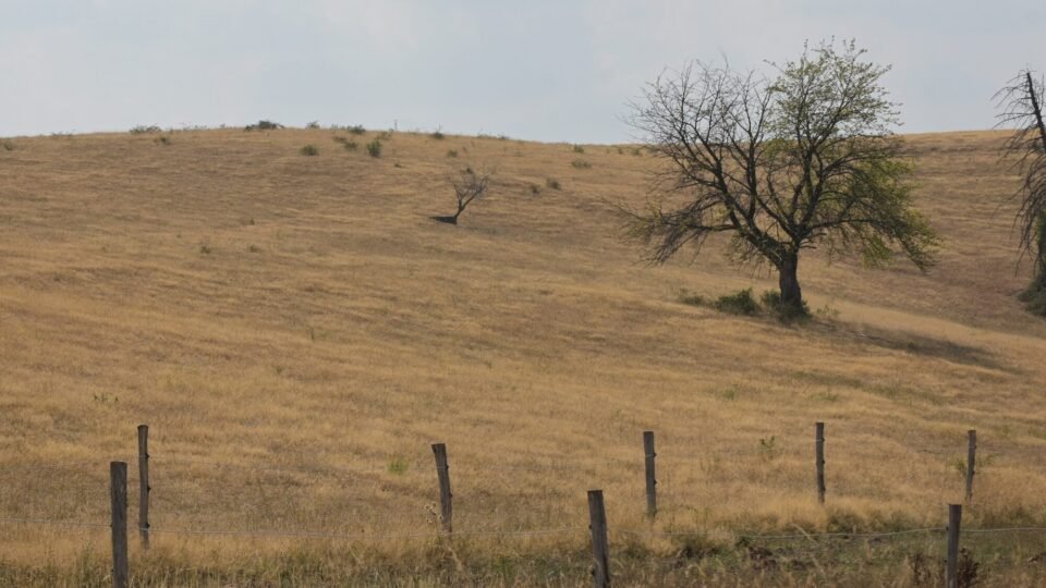 Ausgedörrte Wiese mit einzelnem Baum und Weidezaun im Hochsommer in Deutschland