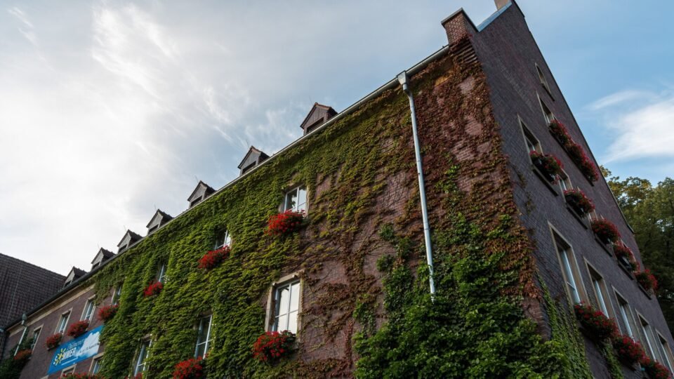 Efeubewachsene Fassade des Rathauses in Dülmen mit Blumenkästen unter blauem Himmel
