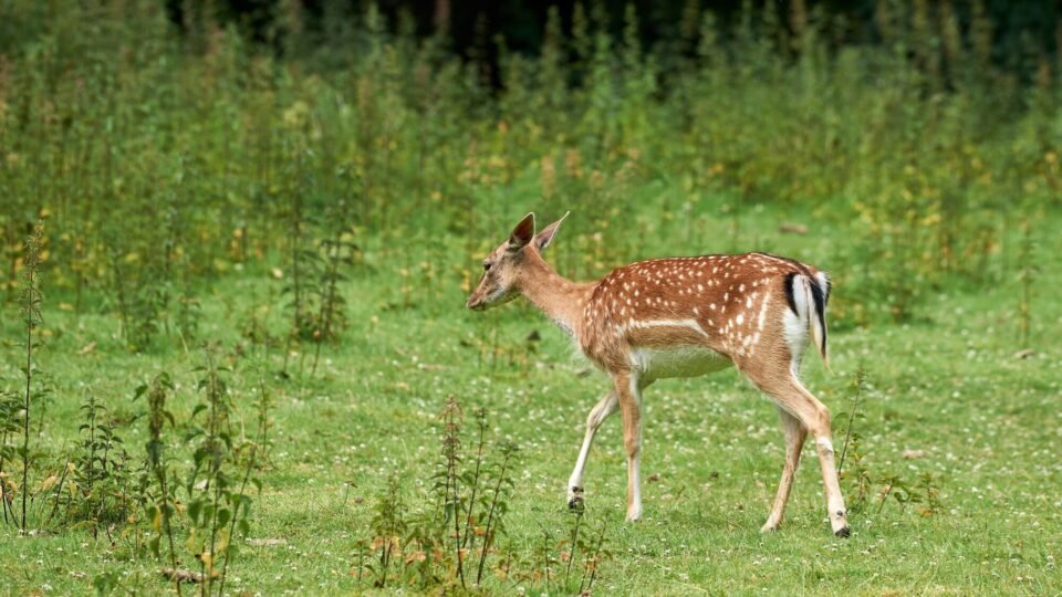 Ein Reh steht auf einer Wiese am Waldrand bei Neuss in Nordrhein-Westfalen